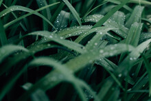 Selective Focus Shot Of Tall Blades Of Grass In A Thicket Covered With Dewdrops On A Gloomy Day