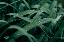 Selective Focus Shot Of Long Dark Blades Of Grass With Dewdrops On Them On A Gloomy Day