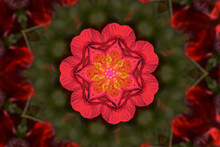 Bright Mandala Pattern With A Pink Flower In The Blurred Green Background