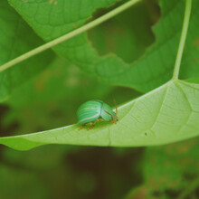Macro Shot Of Cassida Viridis Tortoise Beetle On A Green Leaf