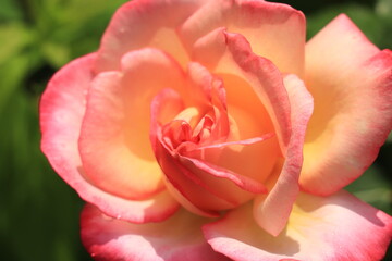 Wall Mural - Close up of a single pink rose