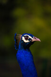 Fototapeta Zwierzęta - Indian Peacock, closeup, peacock head, peacock feathers, dancing, close up, close up of peacock