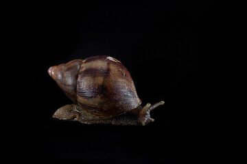 Snail on Black Backdrop 