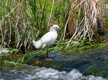 A Snowy Egret In The Breeding Season With Wispy Plumage And Red Facial Skin Called The Lore, Standing In A Shallow, Refreshing Stream With Running Water.