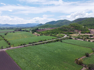 Poster - Toma aerea de campos de cañaverales de caña de azucar en el valle de autlan de navarro jalisco mexico