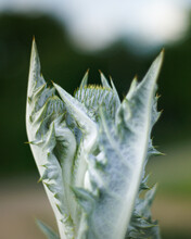 Closeup Shot Of A Fuzzy Green Plant