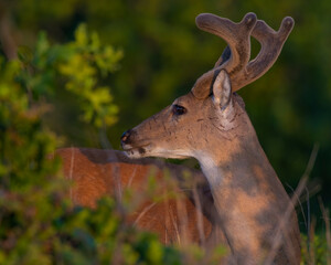 Wall Mural - White Tailed Deer Buck in velvet