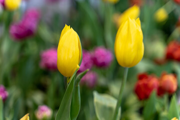 Wall Mural - Yellow Tulip with blurred background