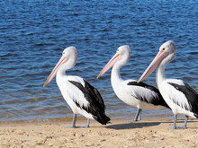 Closeup Of Three Pelicans On The Beach. Large Water Birds.