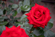 czerwone róże, różanka, park, ogród różany, czerwień, miłość, namiętność, red rose,  ostry kwiat, czerwona róża,  natura, lato 