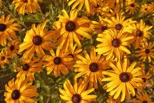 Top View Of Some Beautiful Vibrant Black-eyed Susans Soaking Up The Warm Sun