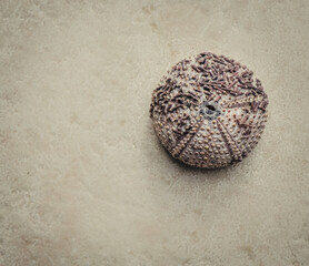 Canvas Print - Top view closeup of a Sea Urchin Shell