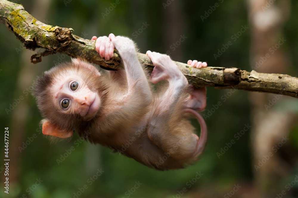 Cute monkeys and where they life in nature - obrazy, fototapety, plakaty 
