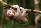 Cute monkeys and where they life in nature