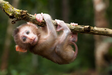 Cute Monkeys And Where They Life In Nature