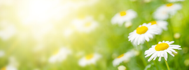 Wall Mural - Spring chamomile flowers field