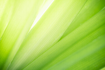 Wall Mural - Green leaf on blurred greenery background. Beautiful leaf texture in sunlight. Natural background. close-up of macro with free space for text.