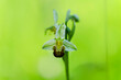 Orchid Ophrys apifera closeup with green bokeh