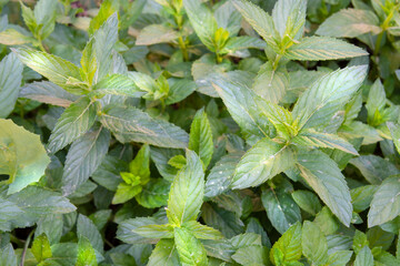 fresh mint leaves growing in our garden