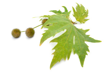 platanus, planes or plane trees. isolated on white background
