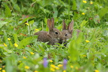 Baby Wild Rabbits (Oryctolagus Cuniculus) Sitting In A Field.