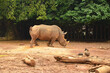 Sumatran Rhinoceros in captivity. Rhinoceros is one of the endangered species.