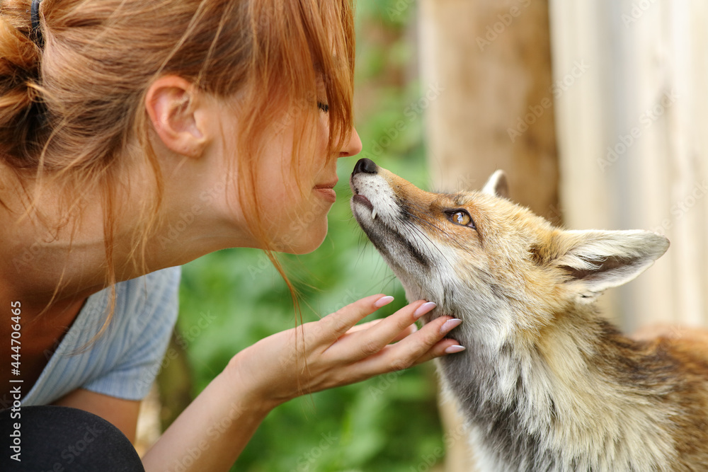Happy woman kissing a fox in a farm - obrazy, fototapety, plakaty 