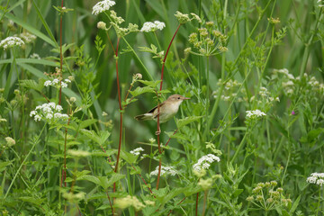 Wall Mural - Reed Warbler, Acrocephalus scirpaceus, perched at the side of a pond