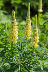 Wall Mural - Yellow lupin flowers in the spring sunshine.