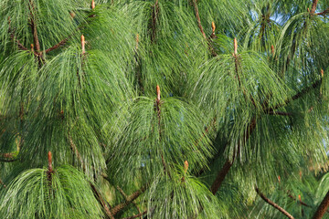 Close up Himalayan Pine tree needles, Pinus wallichiana.