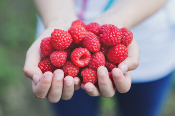 Wall Mural - Girl picking raspberries and showing in hands