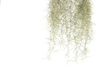 Spanish Moss, Tillandsia Usneoides Isolated On White Background.