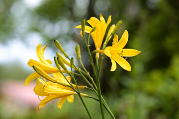 Wall Mural - Beautiful yellow lily blooming  in garden