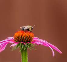 Bumble Bee On A Pink Coneflower