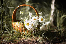 Large Wicker Straw Basket With A Bouquet Of Daisies, Medicinal Flowers Are Collected In A Bouquet, Beautiful Still Life, Background. Sharpness On The Basket, Special Blur Around The Subject.