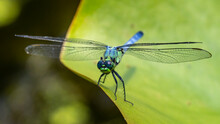 Blue Green Dragonfly On A Plant