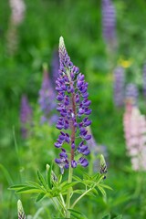 Wall Mural - Blooming Purple Garden Lupin Flower in Nature. Colorful Lupinus Polyphyllus on a Meadow. Beautiful Wildflower Outdoors.