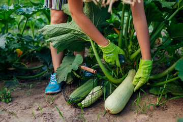 Woman gardener harvesting zucchini in summer garden, cutting them with pruner and putting fruit in basket