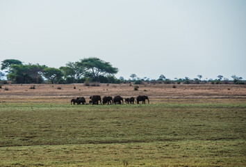 Wall Mural - A herd of elephants in the wild African savannah