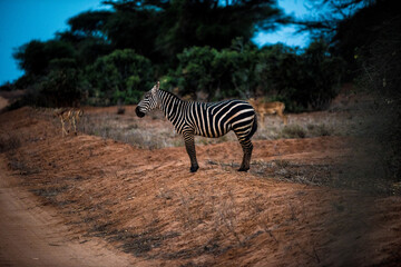 Wall Mural - Zebra by the road in the wild African savannah