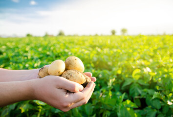 Wall Mural - Fresh young potatoes in the hands of a farmer on the background of agricultural potato plantations. Harvesting agriculture crops. Fresh organic vegetables. Farming. Selective focus