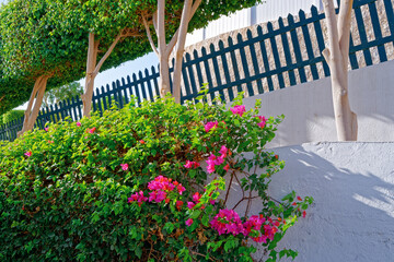 Wall Mural - Blooming plants are found near a white wall in front of trees and a fence and a road going down. Vacation concept in tropical location, garden background.