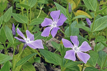 Wall Mural - periwinkle plants