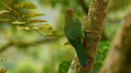 Wall Mural - Emerald Toucanet - Aulacorhynchus prasinus near-passerine bird in the Ramphastidae family occurring in mountains in Mexico and Central America, green toucan on the branch cleaning the plumage