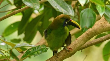 Wall Mural - Emerald Toucanet - Aulacorhynchus prasinus near-passerine bird in the Ramphastidae family occurring in mountains in Mexico and Central America, green toucan on the branch cleaning the plumage