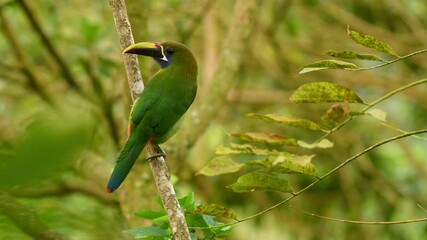 Wall Mural - Emerald Toucanet - Aulacorhynchus prasinus near-passerine bird in the Ramphastidae family occurring in mountains in Mexico and Central America, green toucan on the branch cleaning the plumage