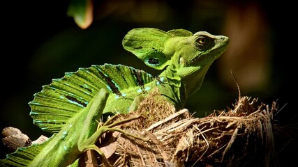 Wall Mural - Green Basilisk - Basiliscus plumifrons also called the green basilisk, the double crested basilisk, or the Jesus Christ lizard, species of lizard in the family Corytophanidae, reptile resting on sun.