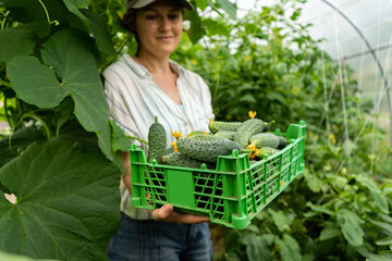 Aufkleber - Woman farmer with box of ripe cucumbers in greenhouse at organic farm	
