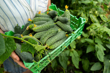 Poster - Woman farmer with box of ripe cucumbers in greenhouse at organic farm	
