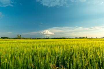 Green barley field and cloud on blue sky